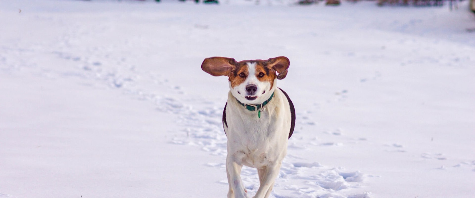 Bringing Your Pet to Recreational Events in Anoka County: What You Need to Know