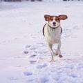 Bringing Your Pet to Recreational Events in Anoka County: What You Need to Know