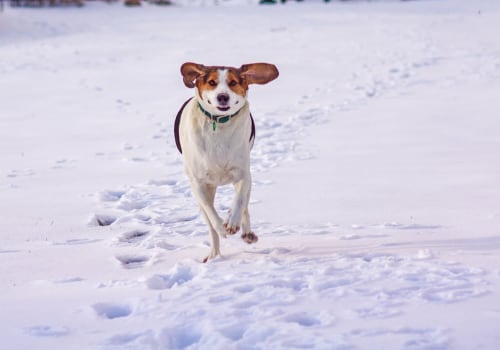 Bringing Your Pet to Recreational Events in Anoka County: What You Need to Know